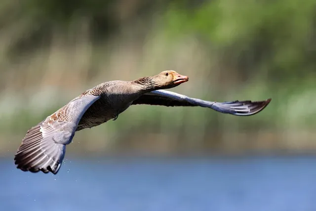 flyinglamb..