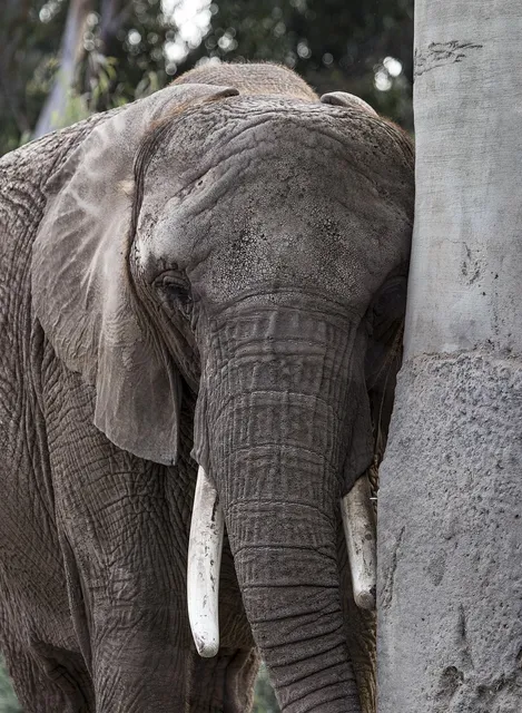 happy elephant.