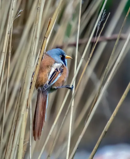 rarevogel1